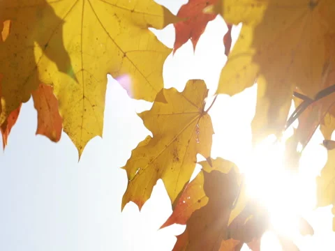 Sun shining through fall leaves blowing in breeze. maple Vidéo 80901209