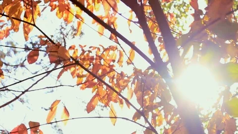 Sun shining through fall leaves blowing in breeze Stock Footage 83329162