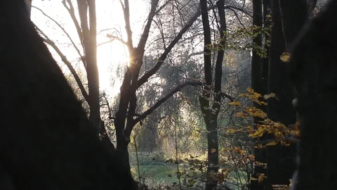 Sun Shining Through Fall Leaves Blowing In Breeze Stock Footage 96676310