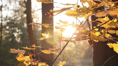 Sun Shining Through Fall Leaves, Autumn Yellow leaves, Light Sunshine Stock Footage 96676330