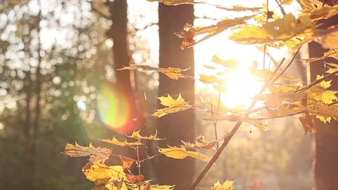 Sun Shining Through Fall Leaves, Autumn Yellow leaves, Light Sunshine Stock Footage 96676334