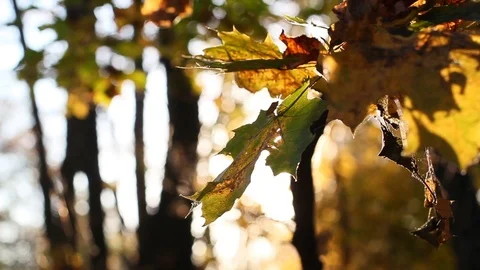 Sun Shining Through Fall Leaves Stock Footage 96676399
