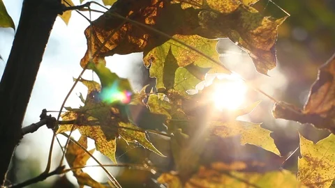Sun Shining Through Fall Leaves Stock Footage 96676418