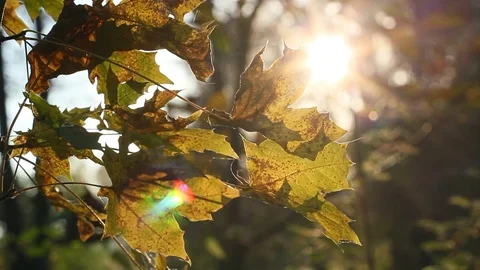 Sun Shining Through Fall Leaves Video stock 96676460