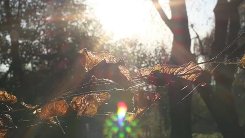 Sun Shining Through Fall Leaves Video stock 96676520