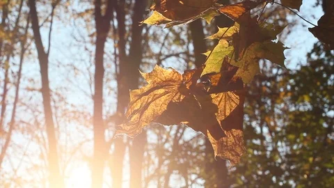 Sun Shining Through Fall Leaves Stock Footage 96676521
