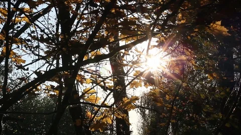 Sun Shining Through Fall Leaves, Autumn forest Stock Footage 96676524