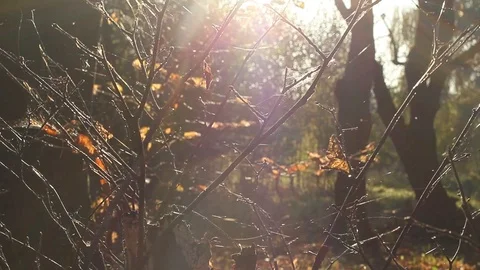 Sun Shining Through Fall Leaves, Autumn forest Stock Footage 96676541