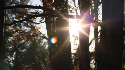 Sun Shining Through Fall Leaves, Autumn forest Stock Footage 96676577