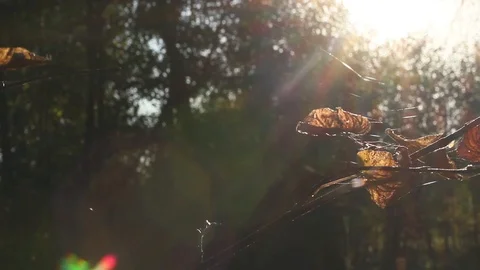 Sun Shining Through Fall Leaves, Autumn forest Stock Footage 96676578