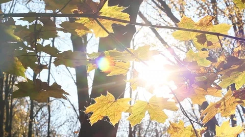 Sun Shining Through Fall Leaves Stock Footage 96676716