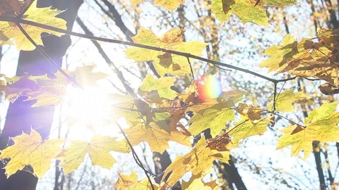 Sun Shining Through Fall Leaves Stock Footage 96676720