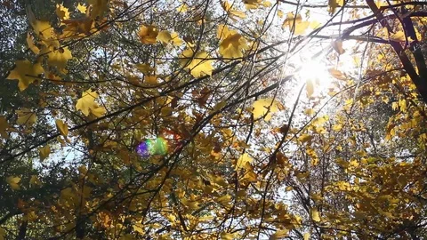 Sun Shining Through Fall Leaves Stock Footage 96676725