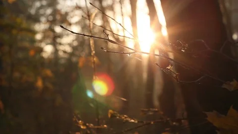 Sun Shining Through Fall Leaves Stock Footage 96676821