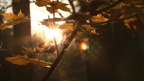 Sun Shining Through Fall Leaves Stock Footage 96676825