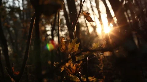Sun Shining Through Fall Leaves Stock Footage 96676829