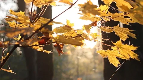 Sun Shining Through Fall Leaves Stock Footage 96676839