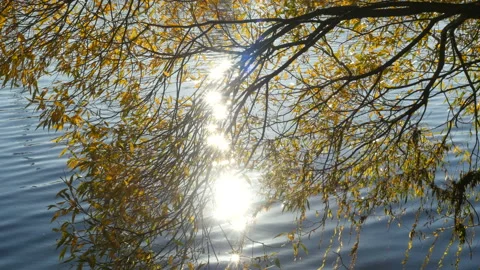 Sun shining through fall leaves. Sunny autumn day. Stockbeeldmateriaal 96755037