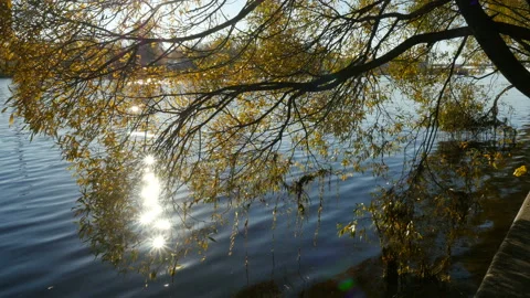 Sun shining through fall leaves Vidéo 97060383