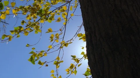 Sun shining through fall leaves blowing in breeze. Slow motion. Colorful golden Stock Footage 97102794