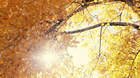Sun Shining Through Fall Leaves Blowing In Breeze. Stock Footage