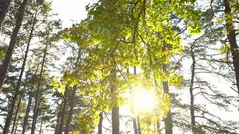 Sun shining through fall leaves in the wind. Stock Footage 119334576