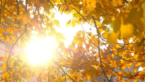 Sun shining through fall leaves in Helsinki City Park Stock Footage 143155002