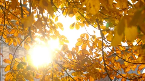 Sun shining through fall leaves in Helsinki City Park Видео 143155146