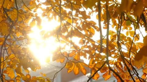 Sun shining through fall leaves in Helsinki City Park Video stock 143155346