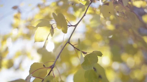 Sun shining through fall yellow aspen leaves blowing in breeze Stock Footage 85522052