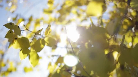 Sun shining through fall yellow aspen leaves blowing in breeze Stock Footage 85522235