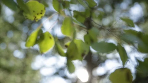 Sun shining through fall yellow aspen leaves blowing in breeze Stock Footage 85522317