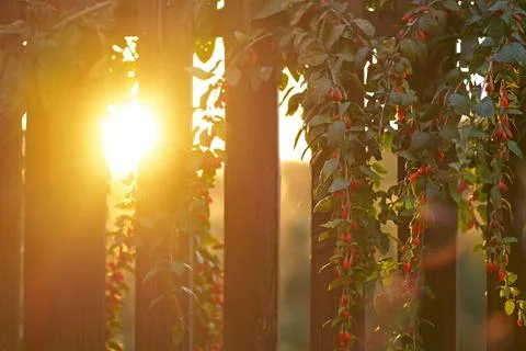The sun is shining through the fence. The setting sun shines through a wooden Stock Photos