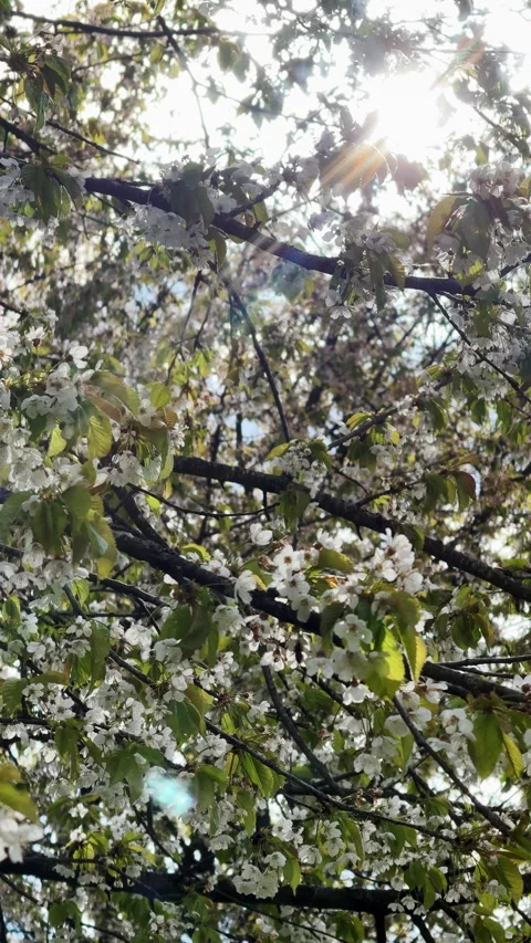 Sun shining through flowering cherry tree branches Stock Footage 340237582