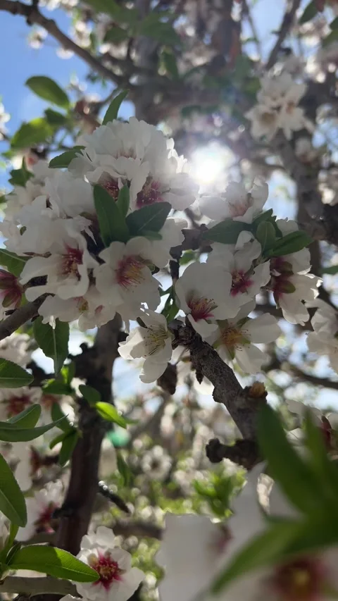 Sun shining through flowers on blossoming tree. Vertical video Stock Footage 240919759