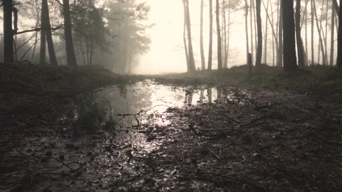 Sun shining through fog reflecting on puddle in forest Видео 293082811
