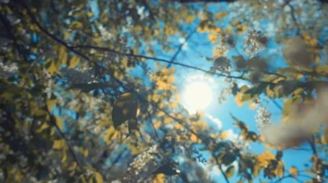 The sun is shining through the foliage and white flowers on a tree branch 스톡 동영상 64690365