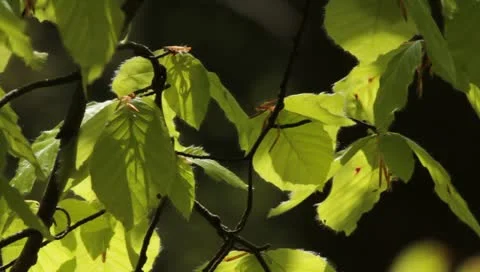 Sun shining through foliage Stock Footage 11061014