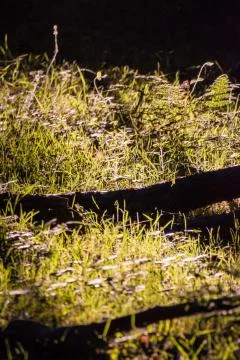 Sun shining through forest at ground vegetation during sunset Stock Photos