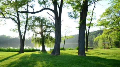 Sun Shining through Forest at Lake 4K Stock Footage 22961853