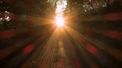 Sun shining through forest path, smooth aerial motion Video stock 75657440