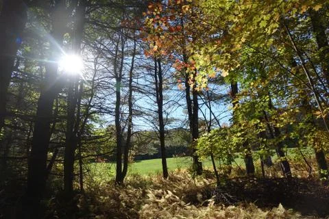 Sun Shining through the Forest Stock Photos