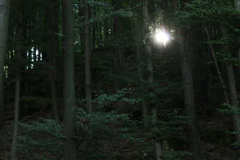 Sun shining through the forest Foto stock