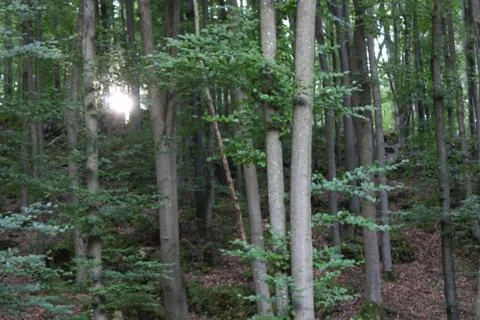 Sun shining through the forest Stock Photos