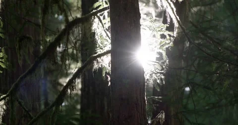 Sun Shining Through Forest - Redwoods Stock Footage 256044142