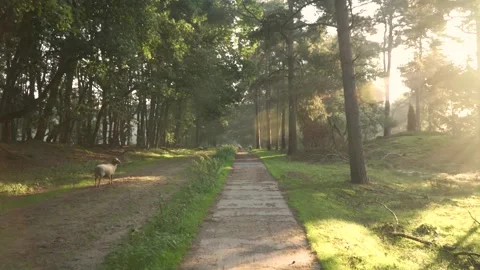 Sun shining through a forest revealing a path Video stock 292528918