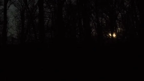 Sun shining through a forest of silhouette trees Stock Footage 77811493