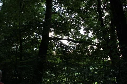 Sun shining through the forest top Stock Photos