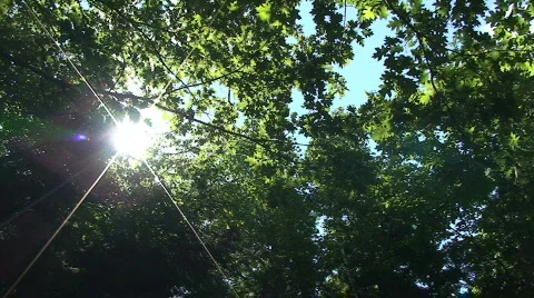 Sun Shining Through Forest Trees Stock Footage