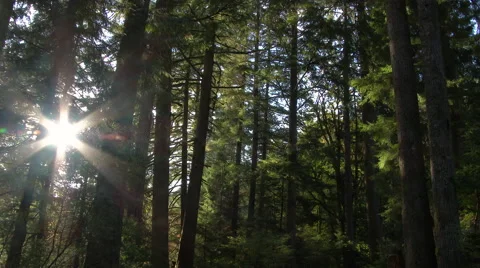 Sun Shining Through Forest Trees Stock-Footage 56089666